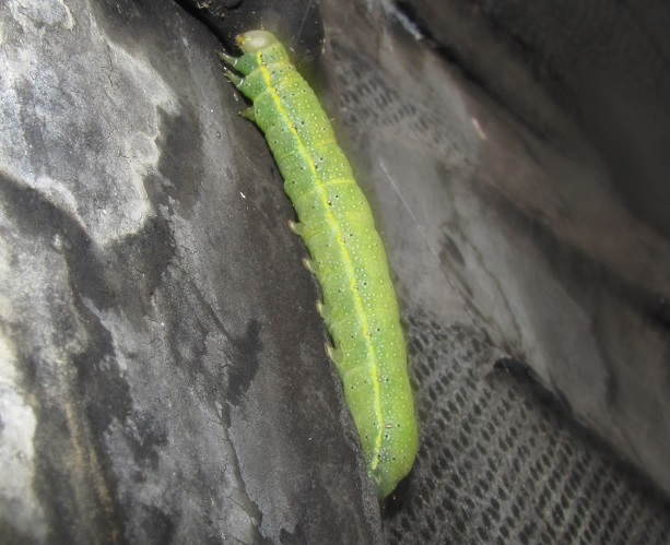 Bruco da ID - Lacanobia (Diataraxia) oleracea, Noctuidae